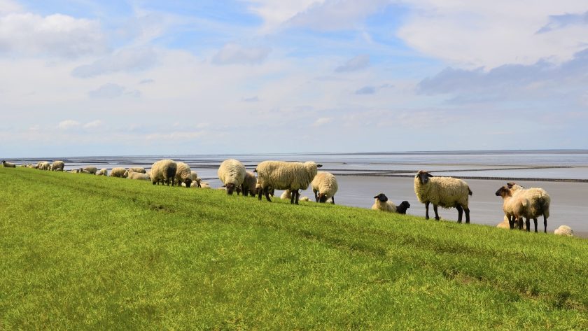 Naar de dijk in Groningen - Dijk Waddenzee, De Wadden