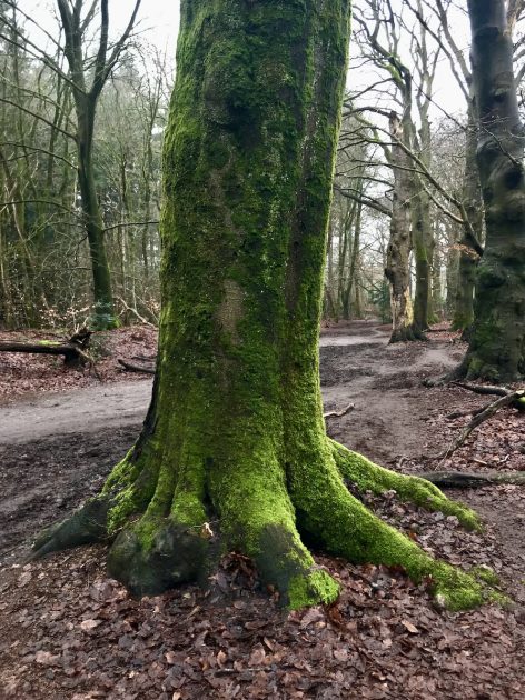 Wandelen: IJzeren Veld, Bikbergen en Crailo, beukenlanen
