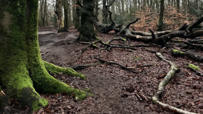 Wandelen: IJzeren Veld, Bikbergen en Crailo, beuken