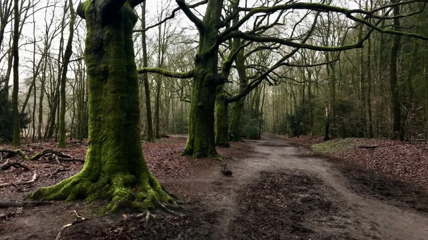 Wandelen: IJzeren Veld, Bikbergen en Crailo - wandelroute in het Gooi