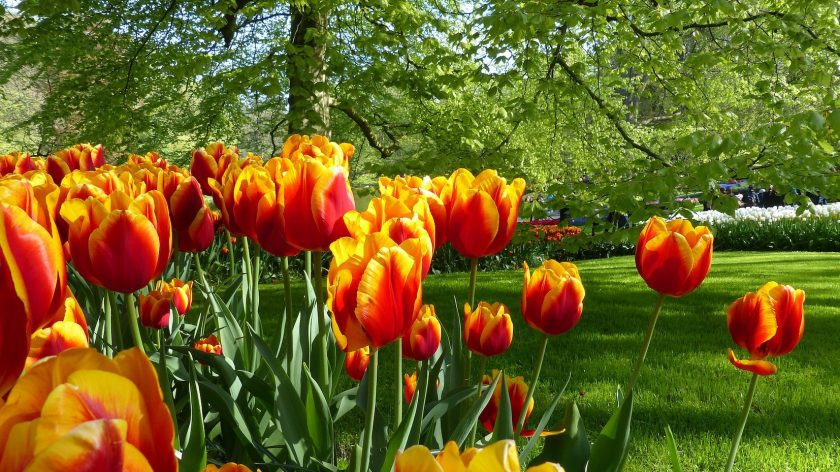 Keukenhof Lisse
