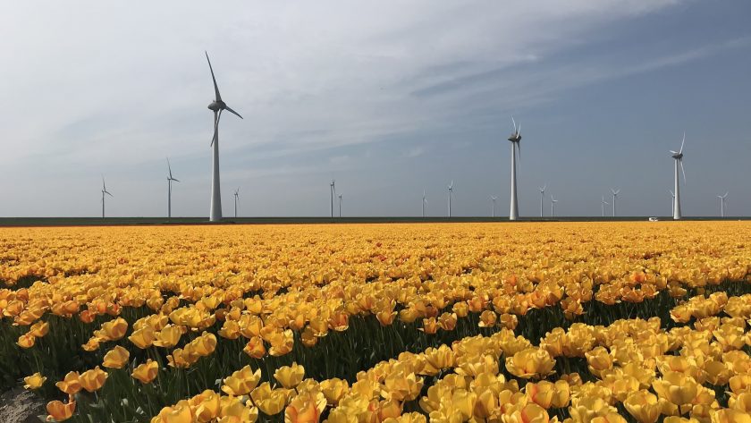 Tulpenvelden geel