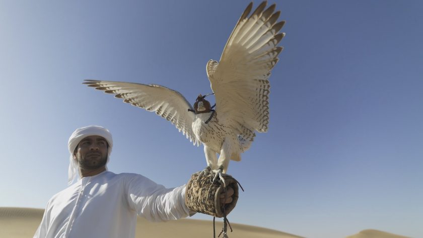 verenigde arabische emiraten woestijn valk