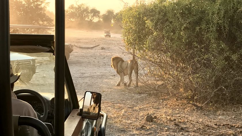 Wat te doen in Chobe National Park in Botswana