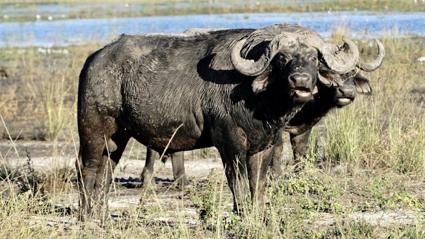 Bezienswaardigheden Chobe National Park in Botswana - buffels spotten tijdens een game drive