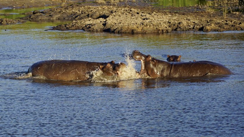 Chobe National Park in Botswana nijlpaarden