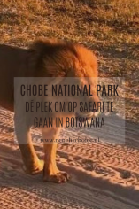 Chobe National Park Botswana leeuw