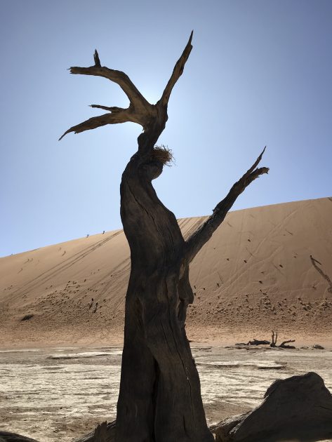 Deadvlei Sossusvlei Namibië boom