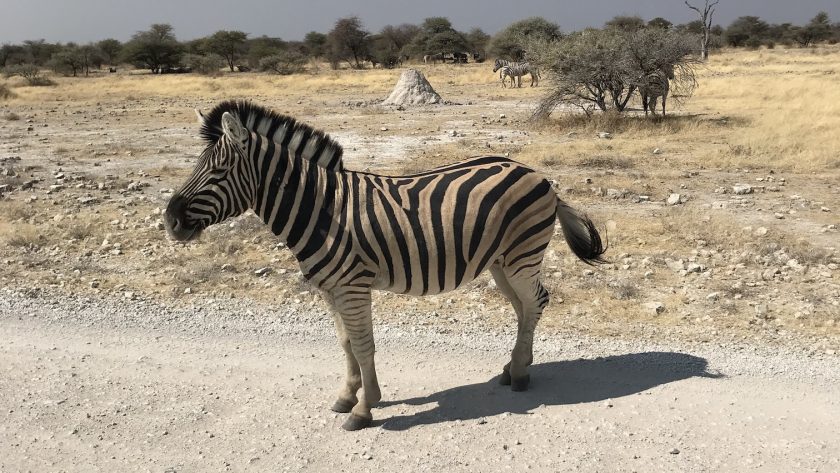 Etosha National Park in Namibië Zebra op het pad
