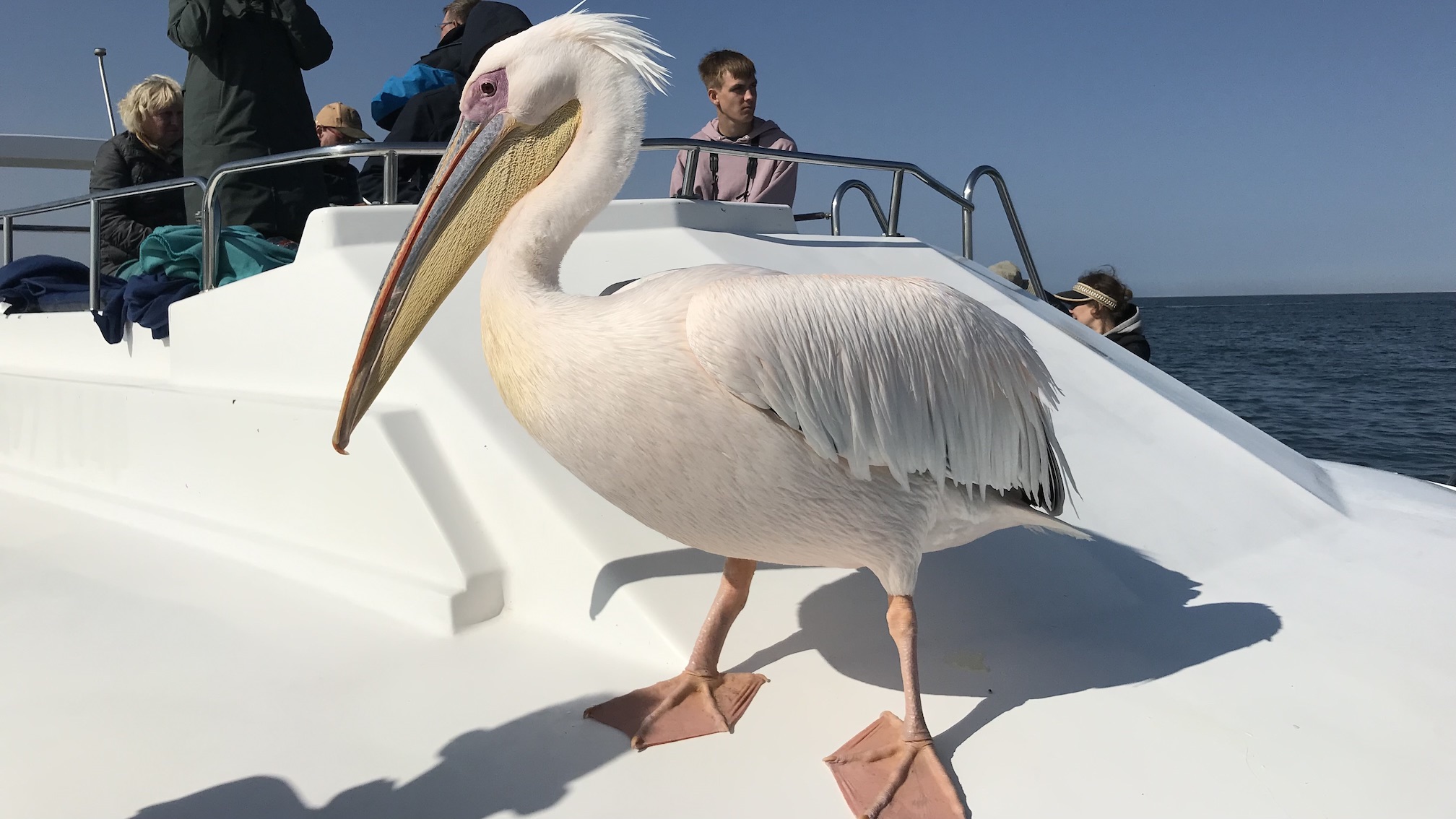Walvisbaai Namibië boottocht pelikaan