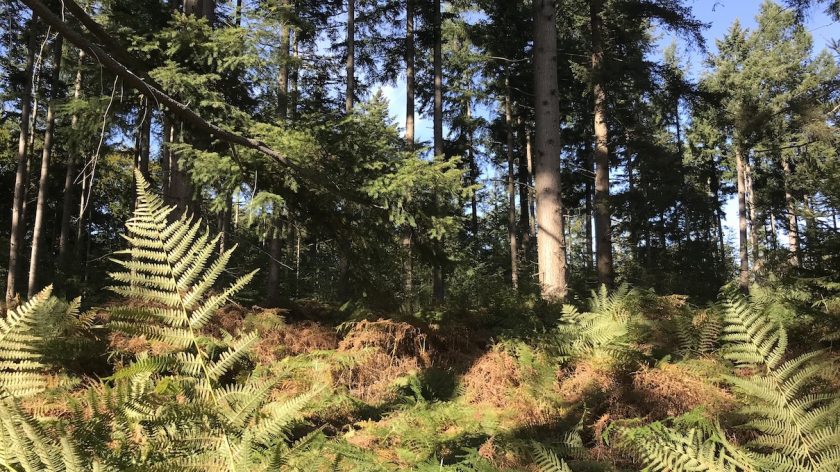Wandelen Buiten in de Kuil varens