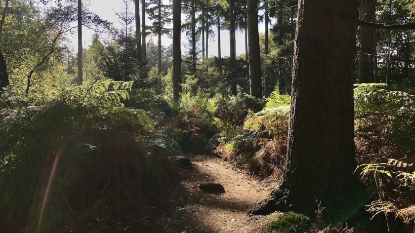 Wandelroute Buiten in de kuil varens boom