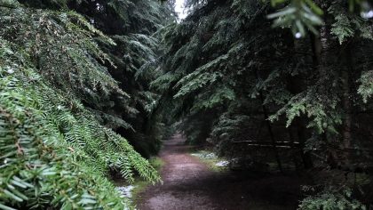 Speulderbos Drie