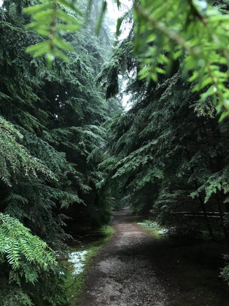 Speulderbos Drie Veluwe