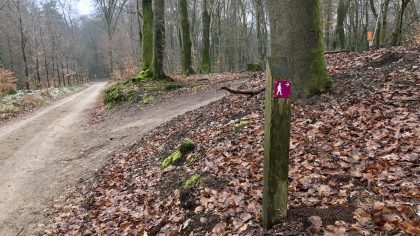 Wandelen Cultuurhistorie Sprielder- en Speulderbos markering