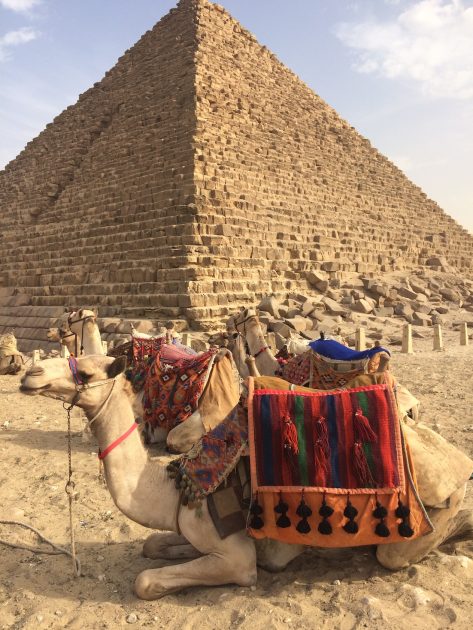 Cairo piramides van Gizeh dromedaris