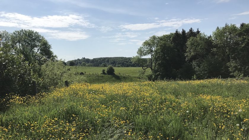 Roadtrip door de Ardennen in België, bloemenveld