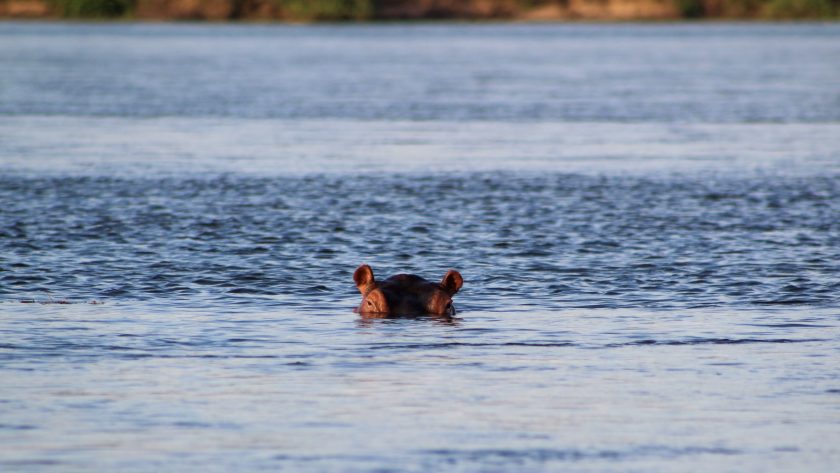 Zambezi rivier Afrika nijlpaard