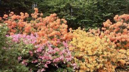 Arboretum_Belmonte_Wageningen rododendrons