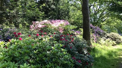 Landgoed Gooilust s Graveland rododendrons