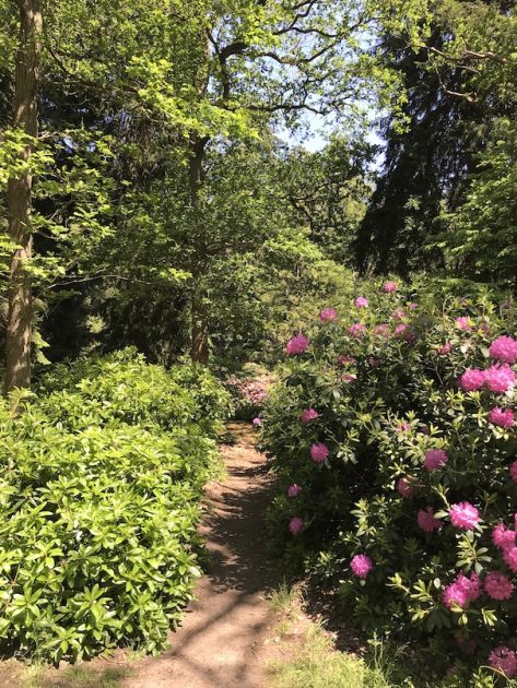 Landgoed Gooilust s Graveland rododendrons