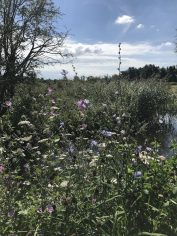 Wandelen Oppad Kromme Rade bloemen