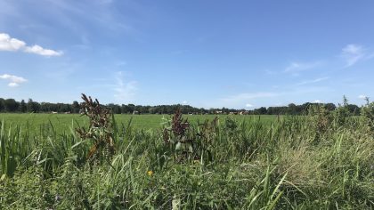 Wandelen Oppad Kromme Rade koeien 2