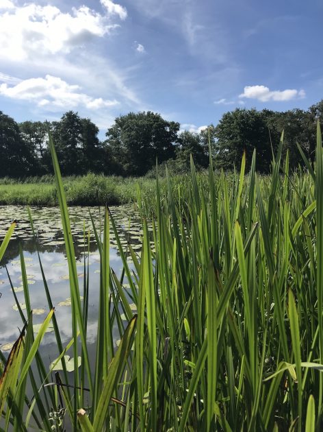 Wandelen Oppad Kromme Rade water 2