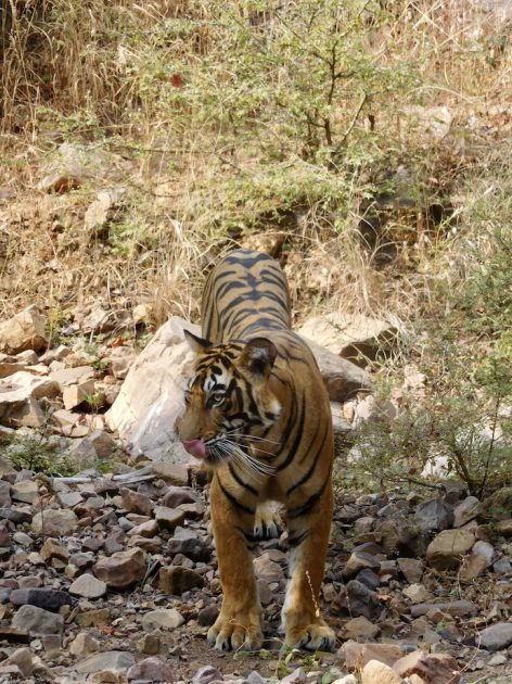 Ranthambore NP Rajasthan India - tijger