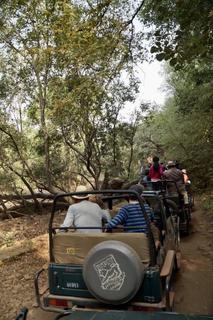 Ranthambore National Park, India, safari