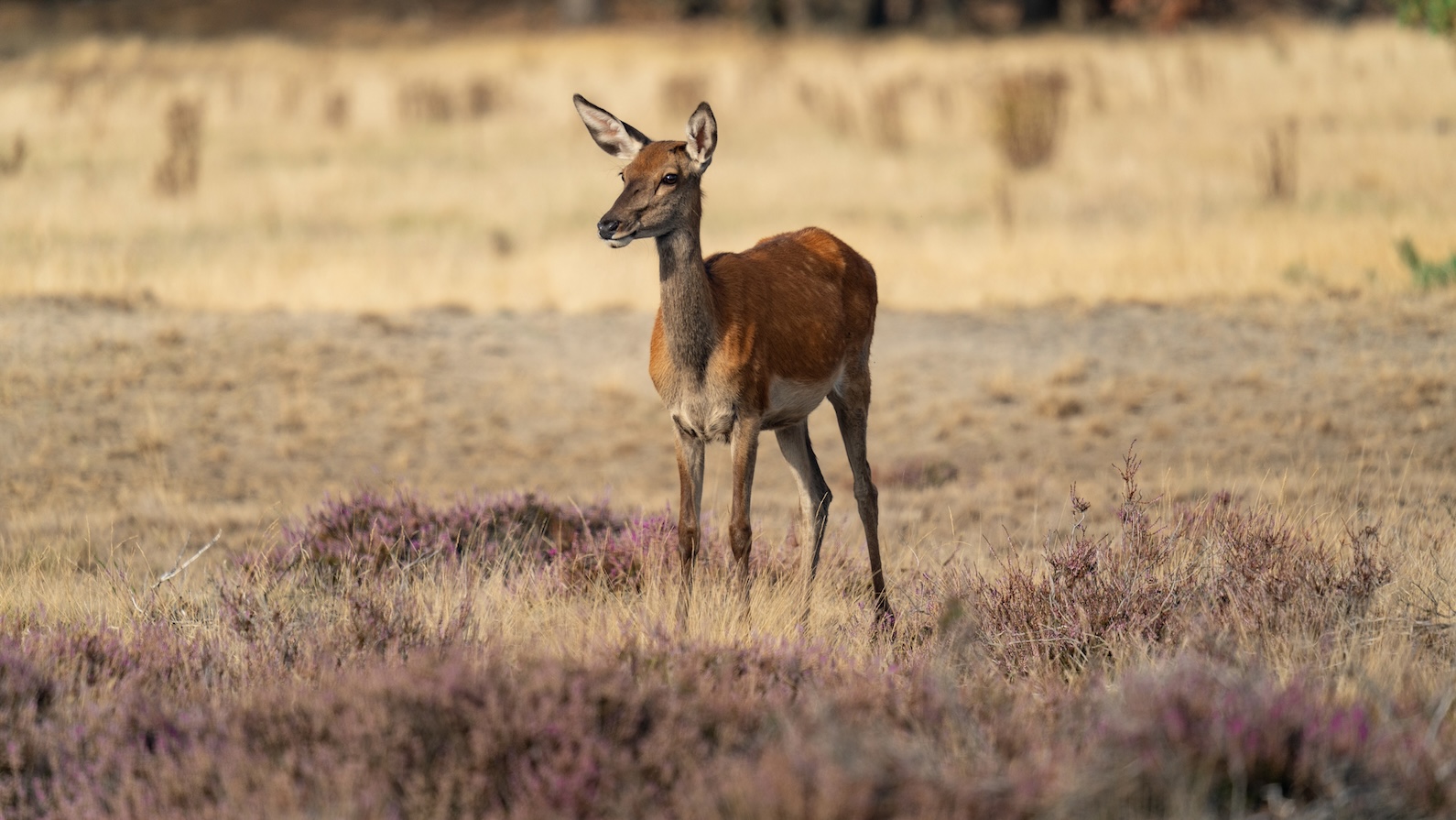 nationale park hoge veluwe ree