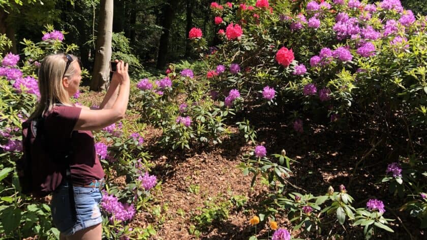 Bloeiende rododendrons Gooilust Irene