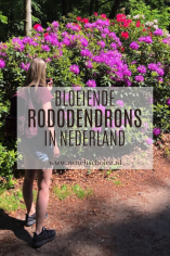 Bloeiende rododendrons in Nederland Irene