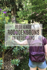 Bloeiende rododendrons Nederland - Irene