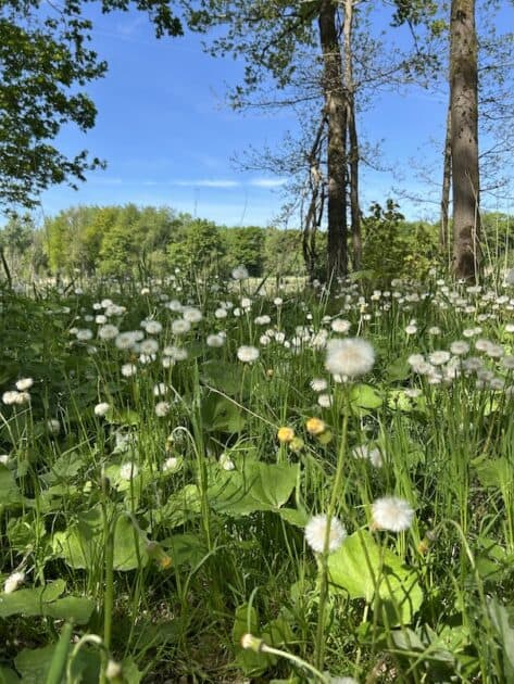 Dodaarspad Oostvaardersplassen Flevoland bloemen