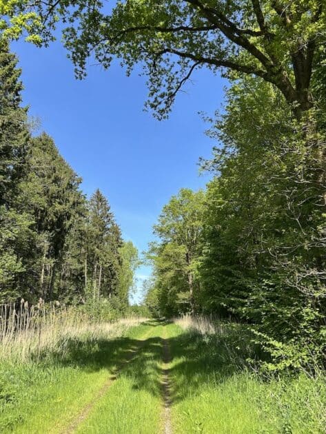 Dodaarspad Oostvaardersplassen bosgebied