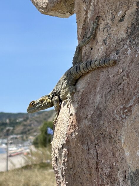 Kefalos op Kos hardoen