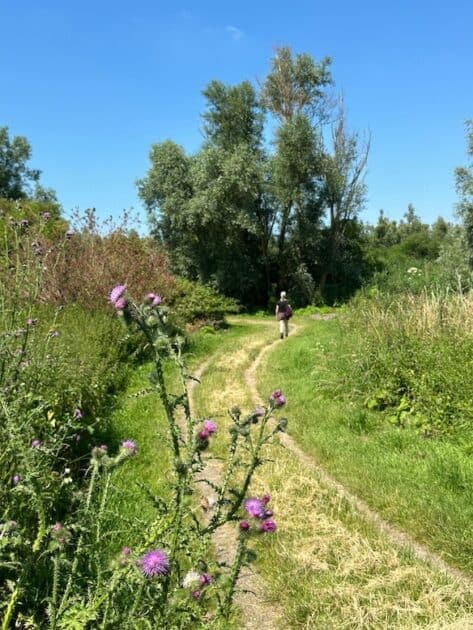 Wandelen Oostvaardersplassen boswachterspad 't Lange Pad - Irene pad