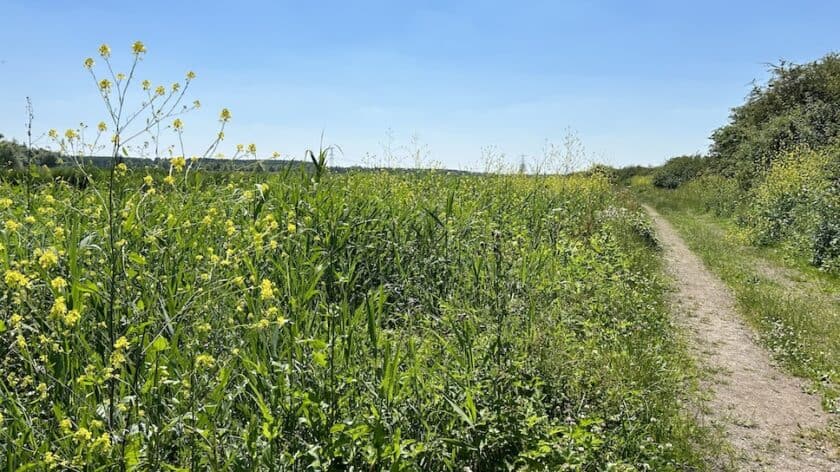 Wandelen Oostvaardersplassen boswachterspad 't Lange Pad - gele bloemen