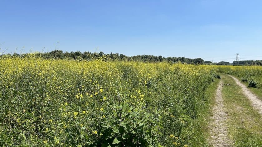 Wandelen Oostvaardersplassen boswachterspad 't Lange Pad - gele bloemen