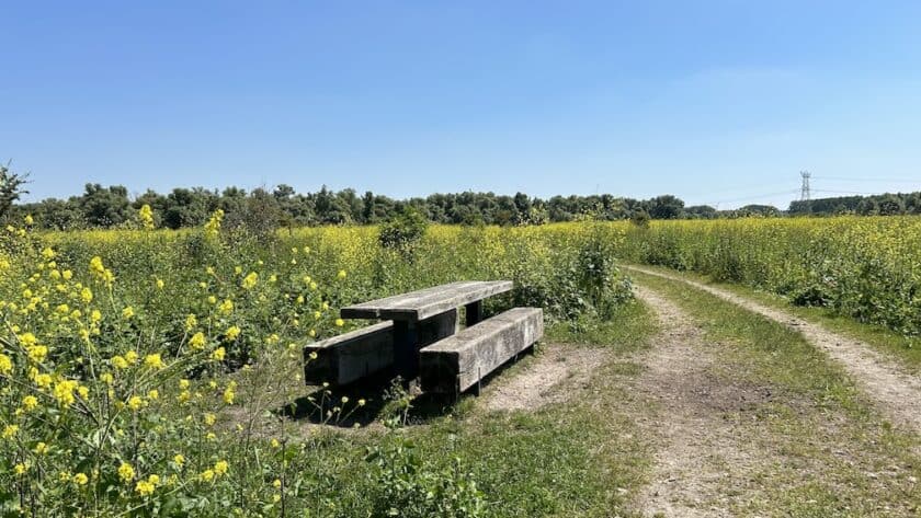 Wandelen Oostvaardersplassen boswachterspad 't Lange Pad - picknickbankje