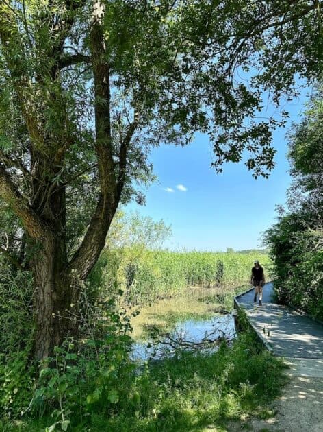 Wandelen Oostvaardersplassen boswachterspad 't Lange Pad - vlonderpad Irene