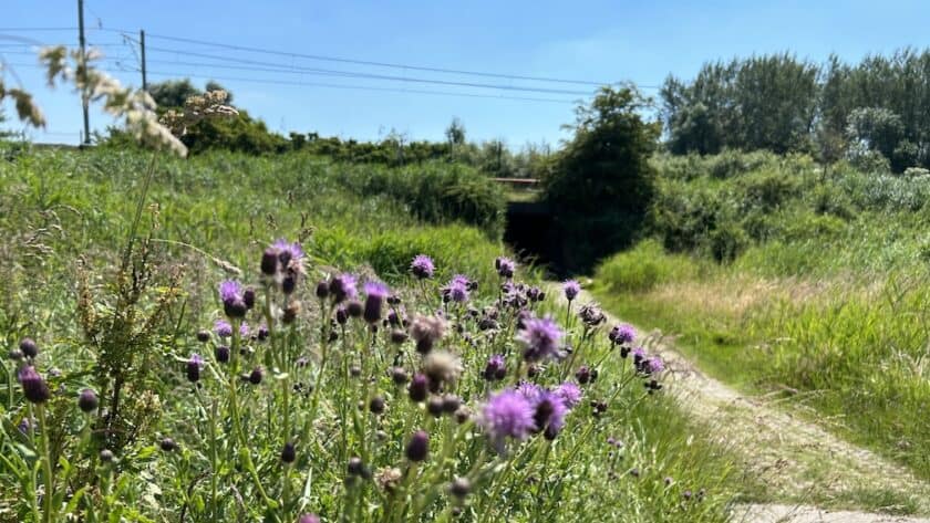Wandelen Oostvaardersplassen boswachterspad 't Lange Pad - voetgangerstunnel