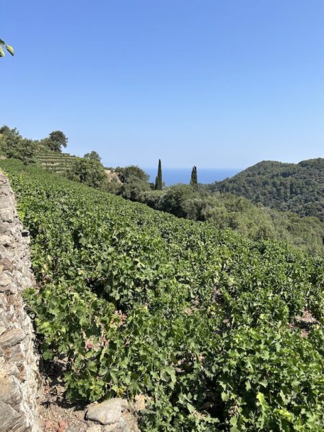 Wandelroute Nachtegaal vallei en Manolates Samos wijngaarden