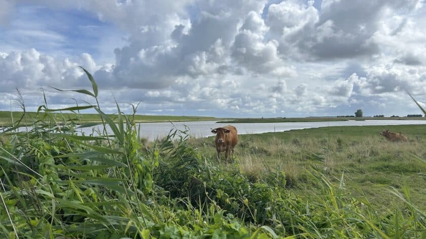 Breebaartpolder, Termunten, Groningen, koe langs de wandelroute