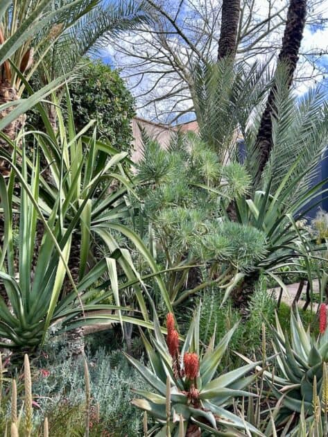Le Jardin Secret Marrakech planten