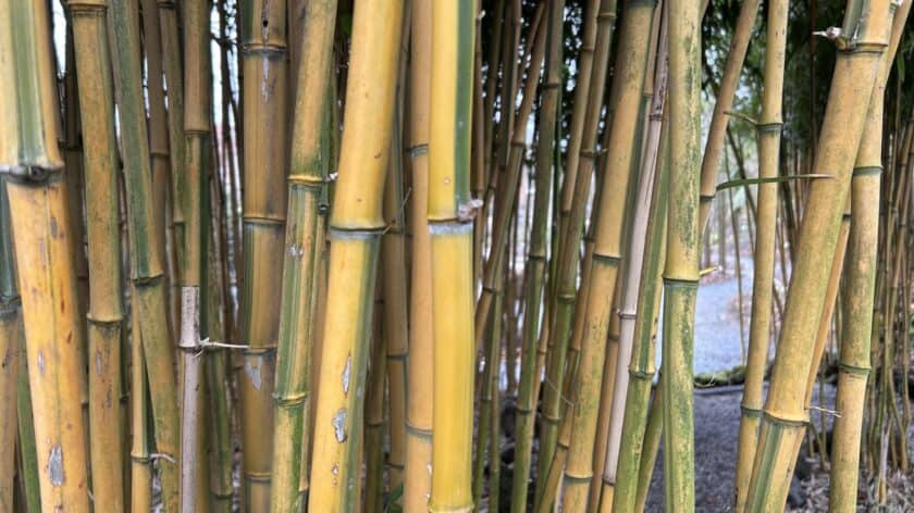 Hortus Botanicus Leiden, bamboe in Japanse tuin