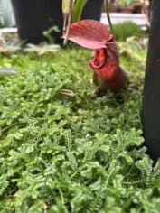 Hortus Botanicus Leiden, entree vleesetende plant