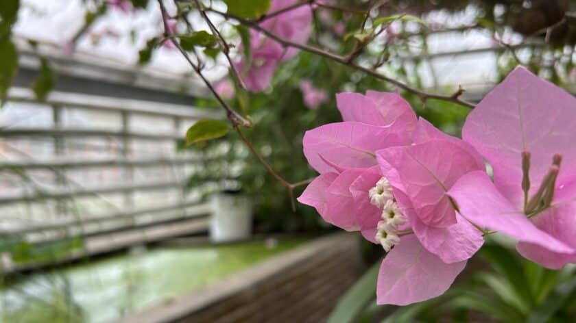 Hortus Botanicus Leiden, tropische kas bloem