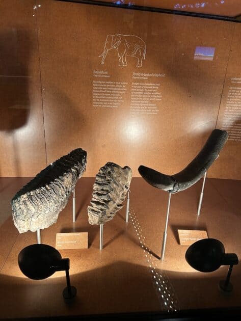 Museonder bosolifant kies en stoottand